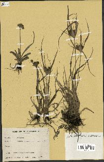 spécimen de Mariscus sumatrensis