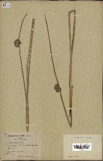 spécimen de Juncus effusus