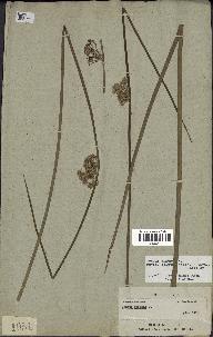 spécimen de Juncus effusus