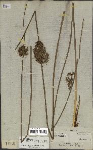 spécimen de Juncus effusus