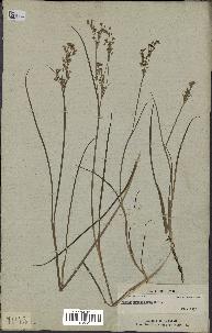 spécimen de Juncus acutiflorus