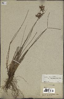 spécimen de Juncus tenuis