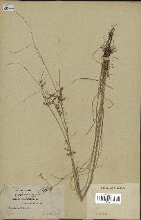 spécimen de Juncus filiformis