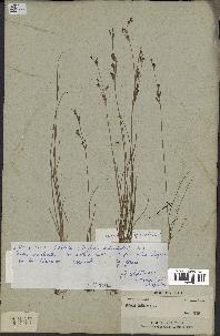 spécimen de Juncus gerardii