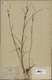 spécimen de Juncus gerardii