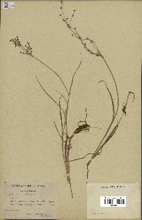 spécimen de Juncus lampocarpus