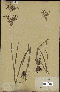 spécimen de Juncus sp.