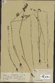 spécimen de Juncus nodosus