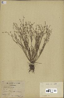 spécimen de Juncus bufonius