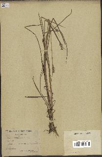 spécimen de Juncus canadensis