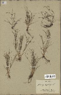 spécimen de Juncus bufonius