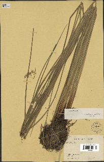 spécimen de Juncus effusus