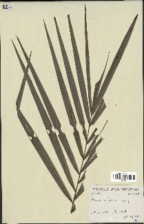 spécimen de Phoenix sp.