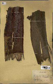spécimen de indet.