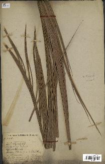 spécimen de Calamus rhabdocladus
