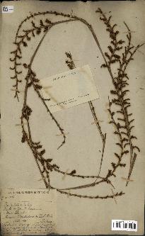 spécimen de Calamus rhabdocladus