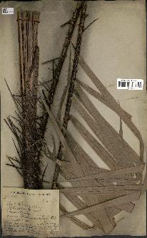 spécimen de Calamus rhabdocladus