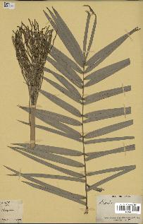 spécimen de Phoenix sp.