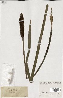 spécimen de Typha latifolia