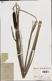 spécimen de Typha latifolia