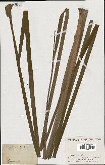 spécimen de Typha latifolia
