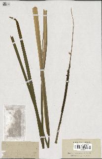 spécimen de Typha latifolia