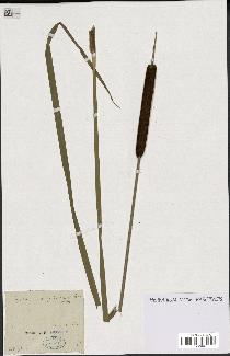 spécimen de Typha angustifolia
