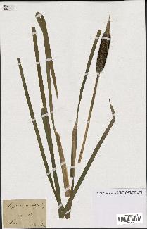 spécimen de Typha angustifolia