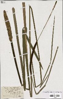 spécimen de Typha angustifolia