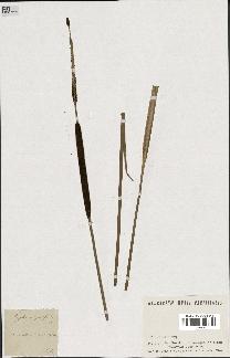 spécimen de Typha angustifolia