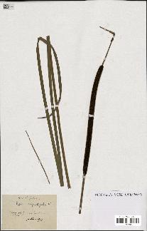 spécimen de Typha angustifolia