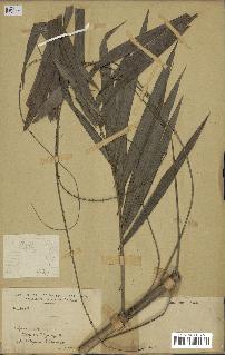 spécimen de Calamus sp.