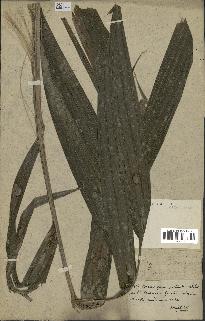 spécimen de indet.