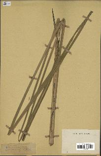 spécimen de Typha angustifolia
