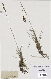 spécimen de Juncus squarrosus