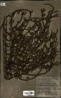 spécimen de Laccosperma secundiflorum