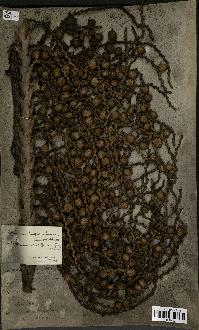 spécimen de Laccosperma secundiflorum