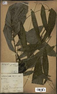 spécimen de Laccosperma secundiflorum