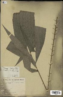 spécimen de Laccosperma secundiflorum