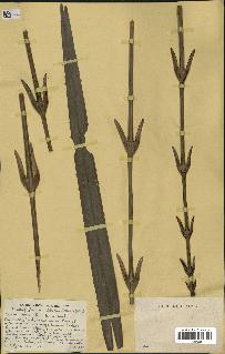 spécimen de Laccosperma secundiflorum