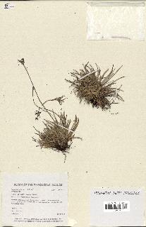 spécimen de Fimbristylis dichotoma