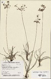 spécimen de Fimbristylis dichotoma