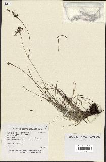spécimen de Fimbristylis dichotoma