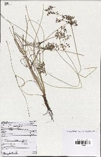 spécimen de Fimbristylis dichotoma
