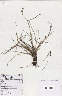 spécimen de Fimbristylis cymosa