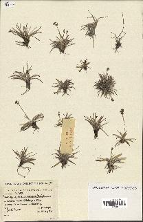 spécimen de Fimbristylis cymosa