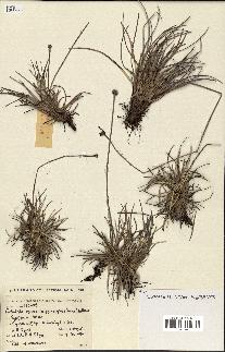 spécimen de Fimbristylis cymosa