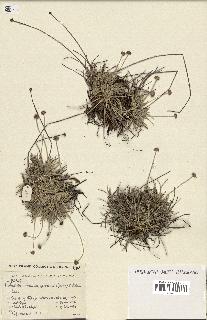 spécimen de Fimbristylis cymosa