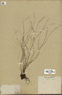 spécimen de Carex sp.