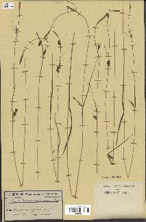 spécimen de Carex hornschuchiana